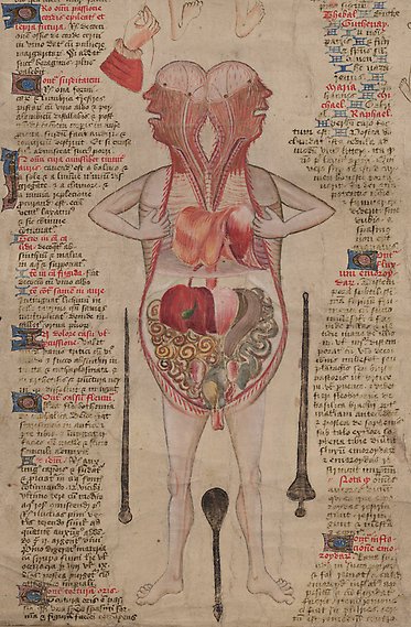 Äldre handskrift med illustration av människa i genomskärning som visar inre organ.