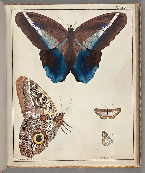 Teckningar i färg av två sorters fjärilar sedda från olika håll.
