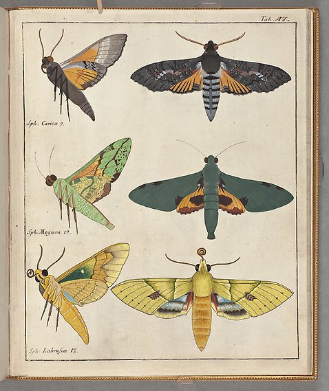 Teckningar i färg av tre sorters fjärilar sedda från från sidan och uppifrån.